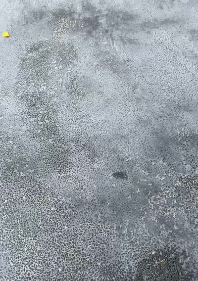 Cement Stain Floor